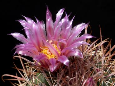 Blüte der Mutterpflanze